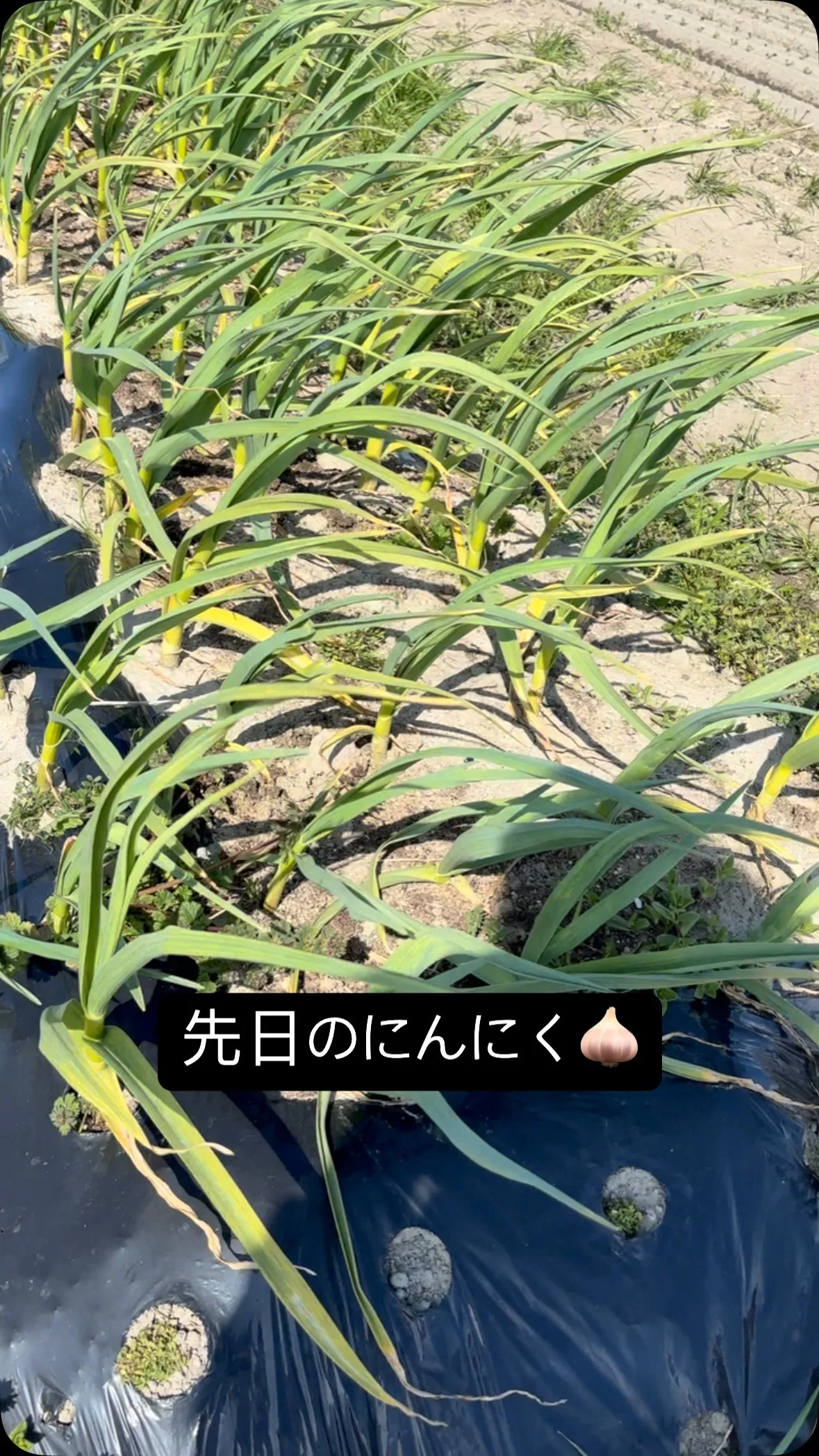 大収穫の予感😍😍😍