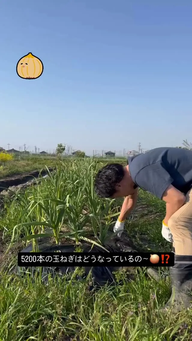 本日の玉ねぎ🧅