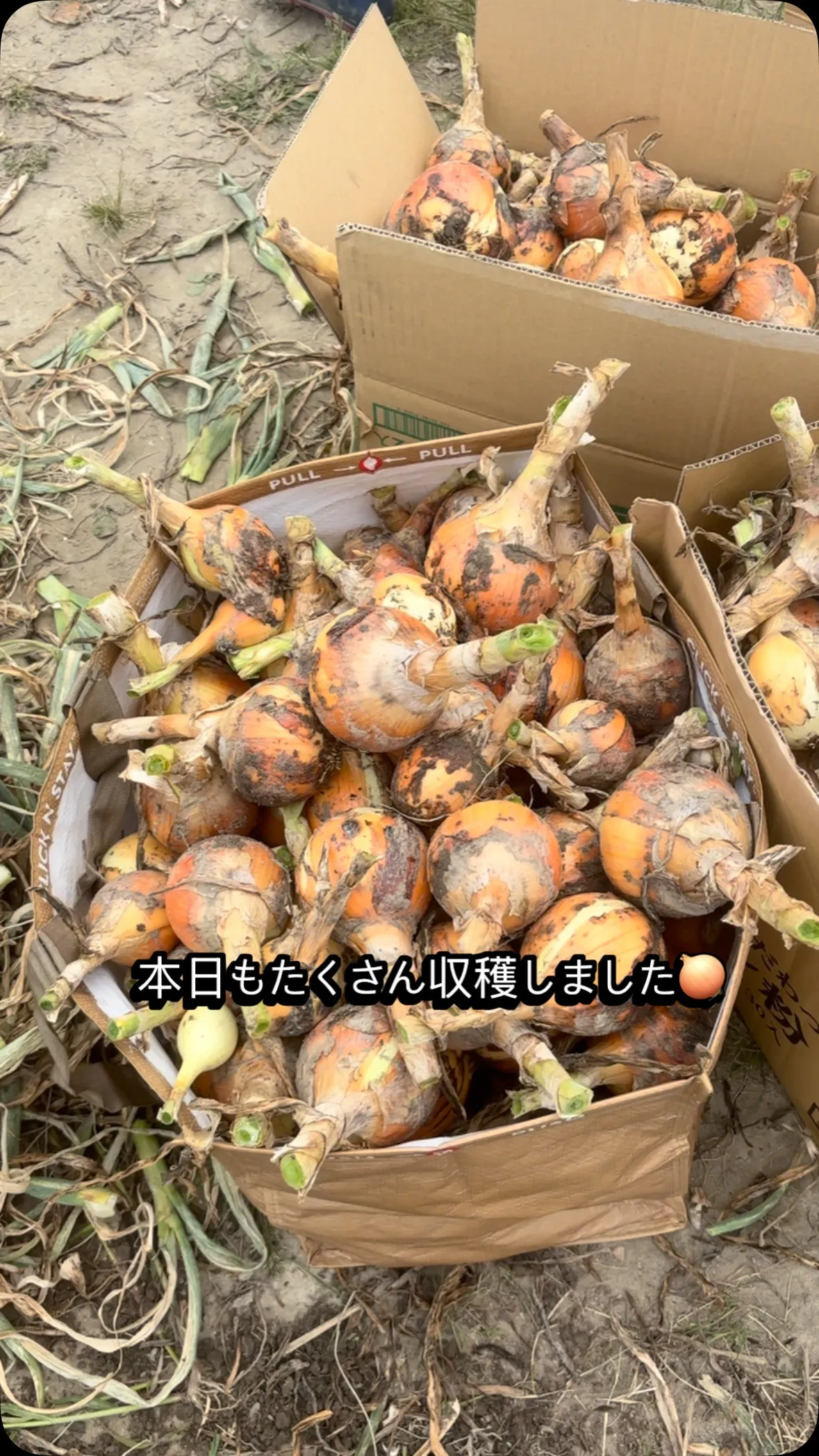 本日は土原の丘保育園の子どもたちが玉ねぎ収穫に😍😍