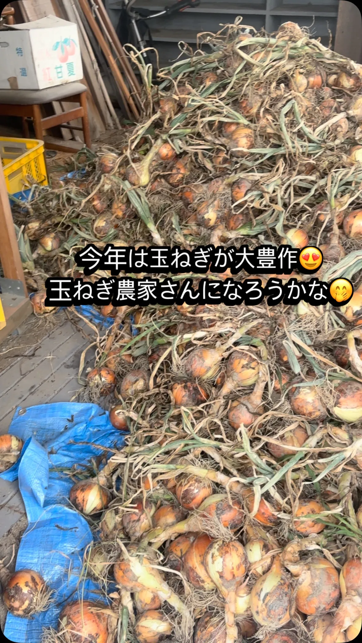今年は玉ねぎが大豊作‼️