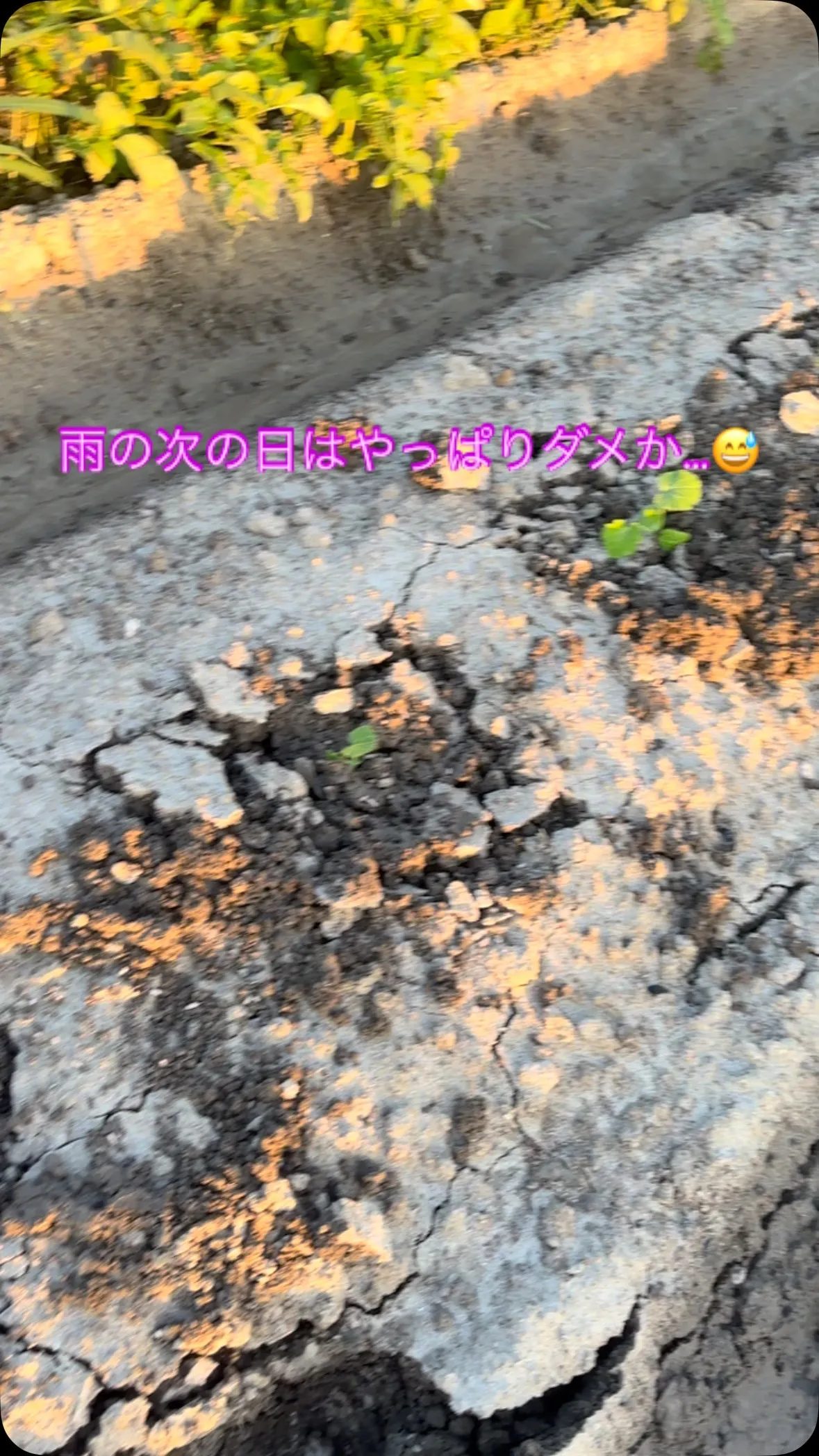 今日1日中、晴れていたから淡い期待を込めて