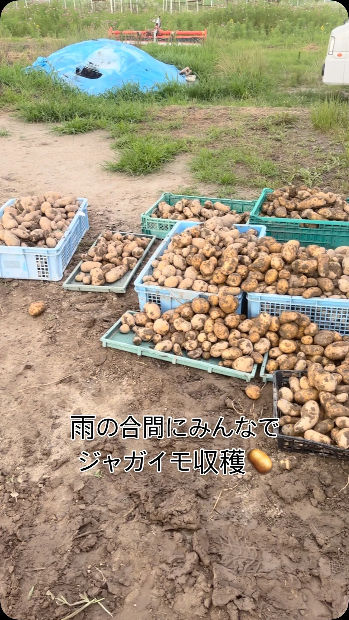 今年はかなり豊作か⁉️