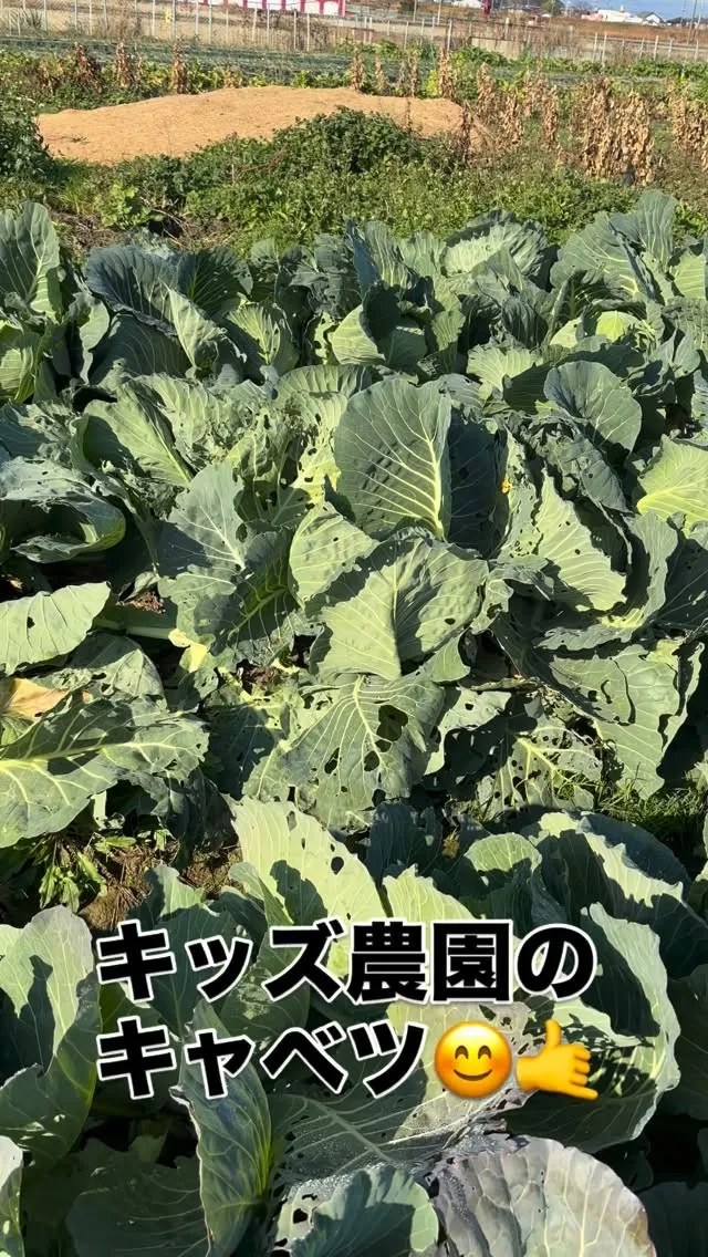 もういつ収穫しても良いぐらい